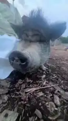 funny-porn photo 3